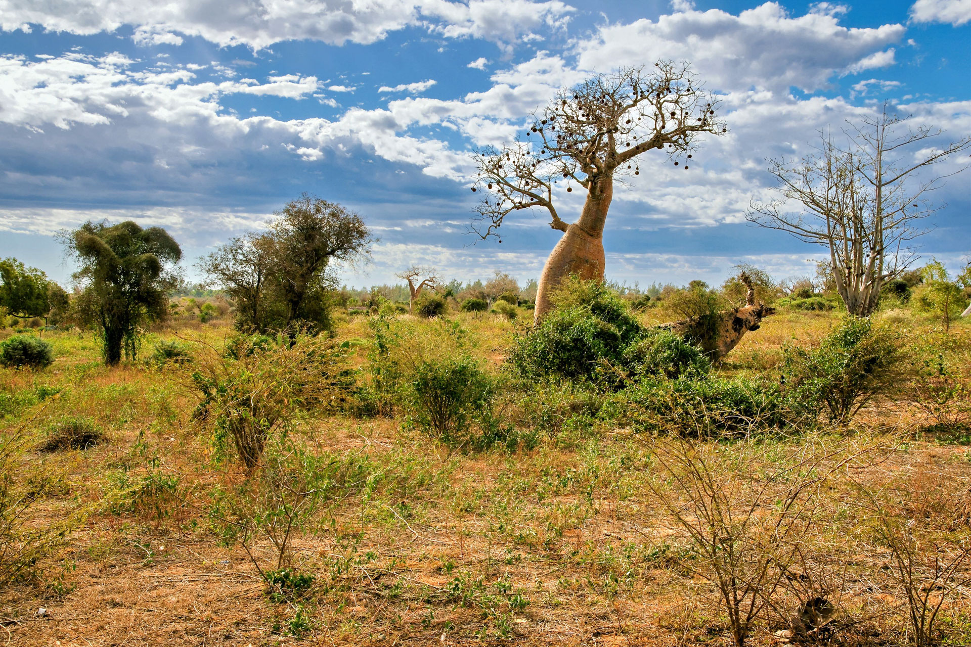 Afrikanischer Affenbrotbaum oder Baobab im umliegenden Dornenwald